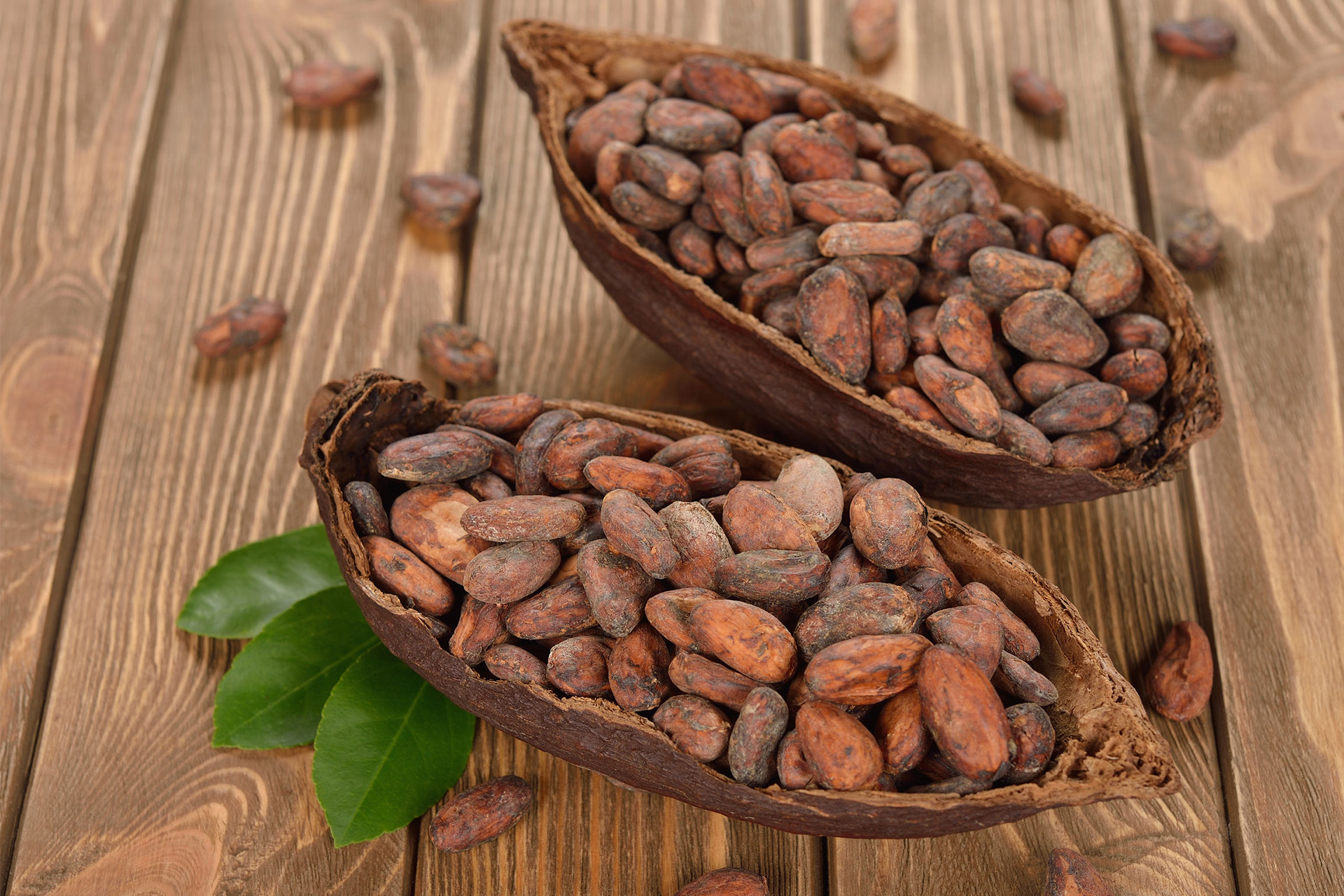 Cocoa Beans Export Lavish Green Fields